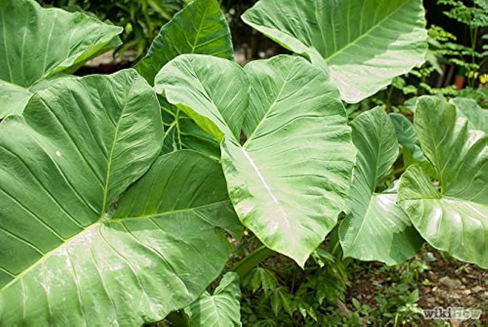 Colocasia plant live (Pack of 1) (B0CR6ML53R) Amazon Price History, Amazon Price Tracker