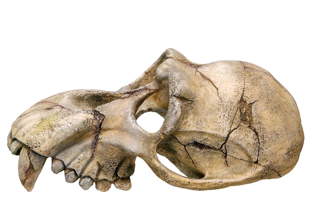 Nobby Monkey Skull Aquarium Ornaments, 22.5 x 14.5 x 11 cm