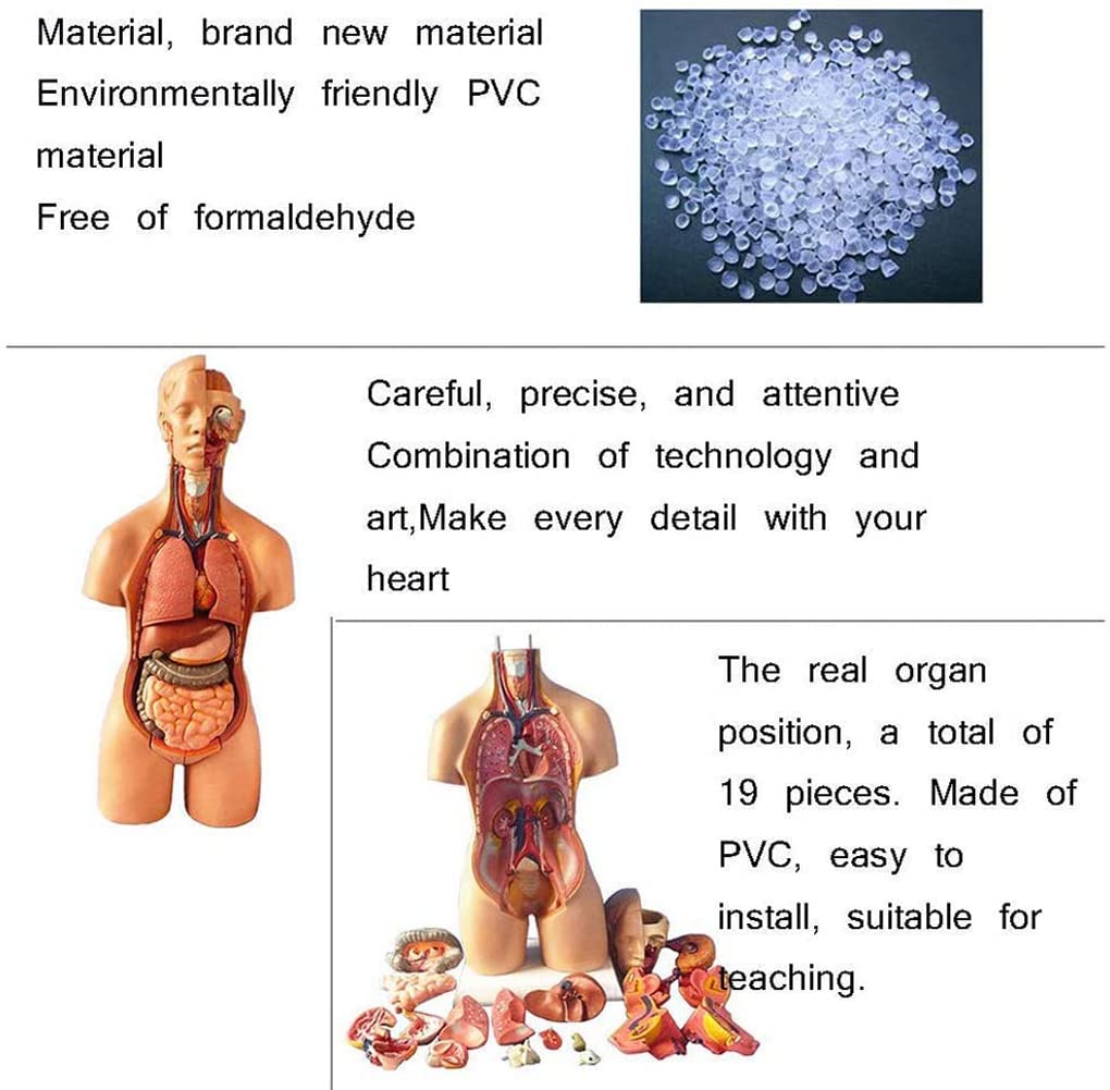 Modelo de anatomía del torso humano con órganos internos, cavidad torácica para educación y enseñanza