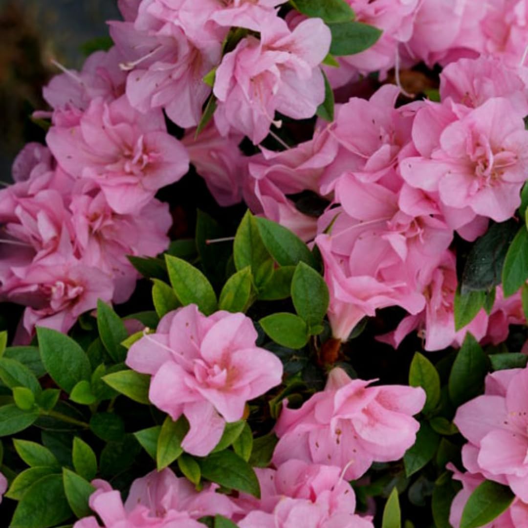 HILROQG Pink Azalea Rhododendron