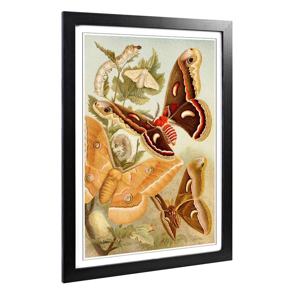 Big Box Art Framed Print of Vintage Brehms Tierleben 1911 Silkworms Design | Wall Art Picture | Home Decor for Kitchen, Living Room, Bedroom, Hallway, Black, A2 / 24.5x18 Inch / 62x45cm