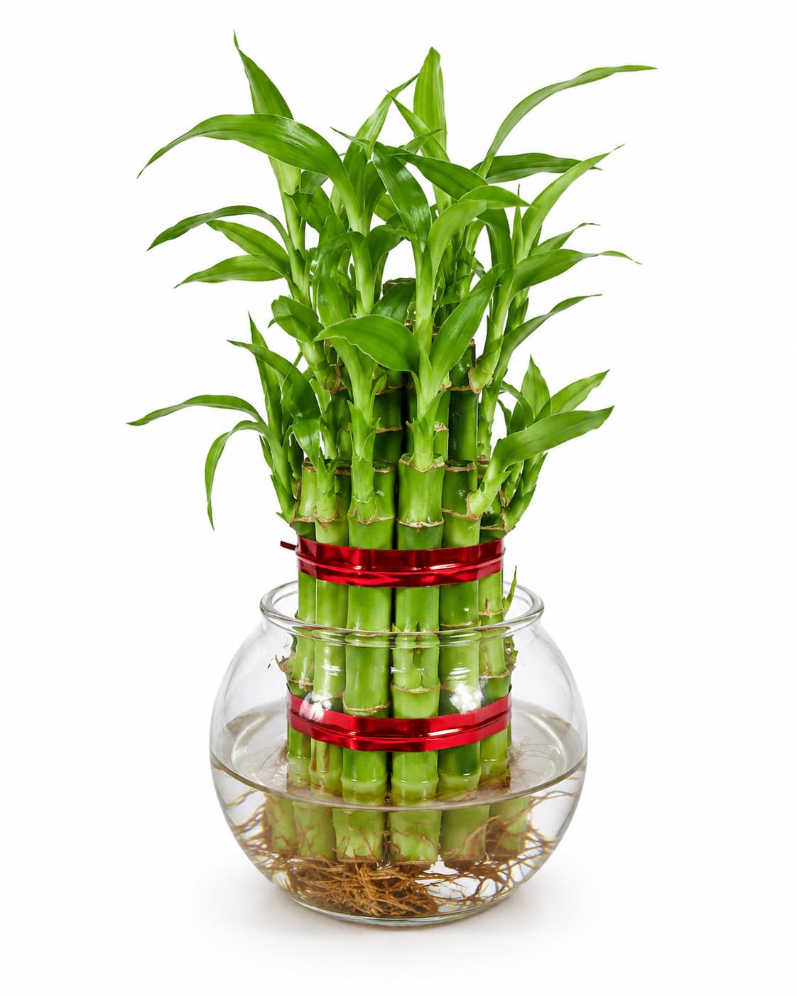 Lucky bamboo | Low Maintenance Indoor plant. Air Purifying, perfect home tables and office Decor, Lucky plant, Easy grow-image-29