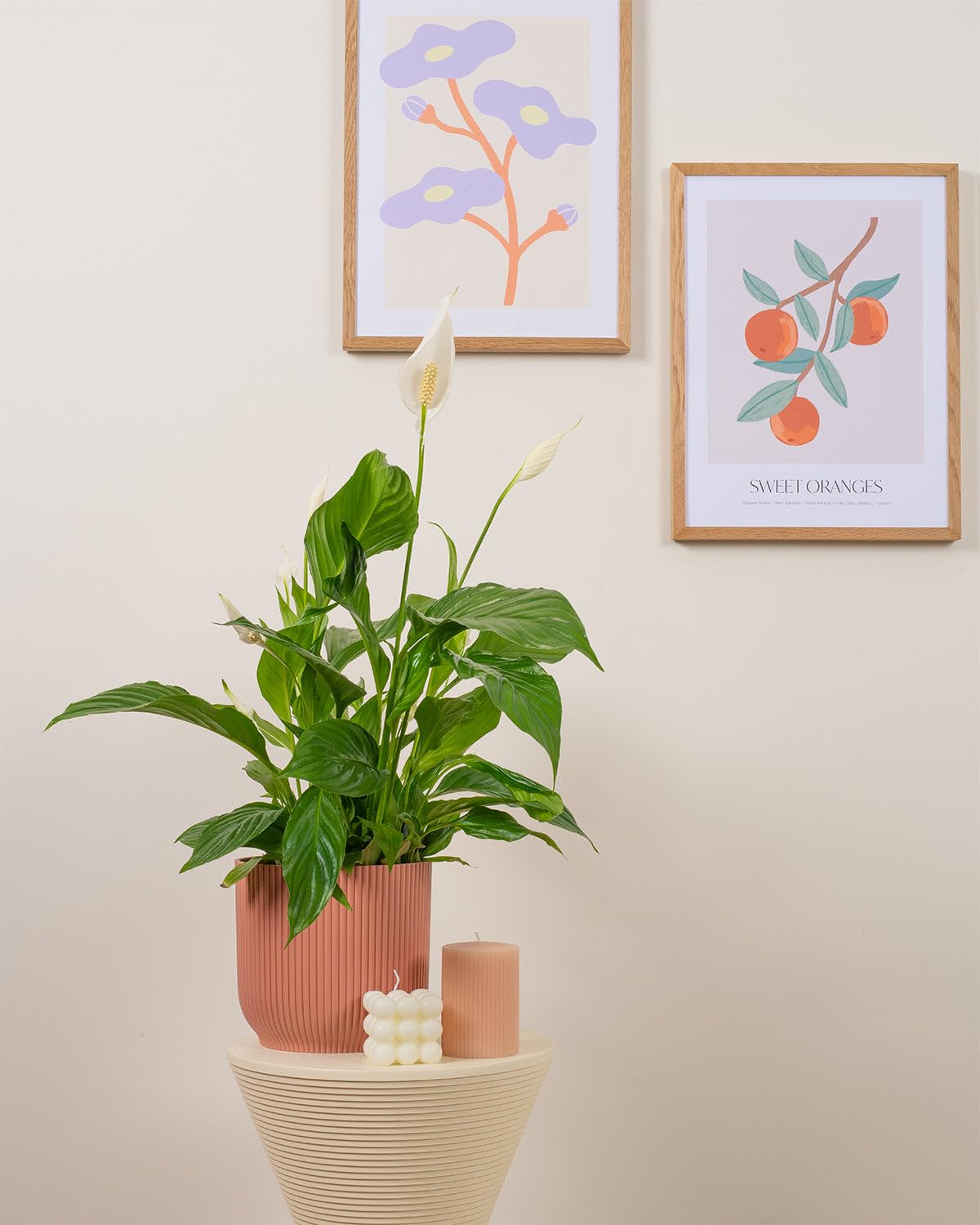 Prickle Plants Peace Lily - Classic Indoor Plant with Glossy Green Leaves and White Flowers, Air Purifying Houseplant for Home or Workspace (30-40cm incl. 13cm Pot)