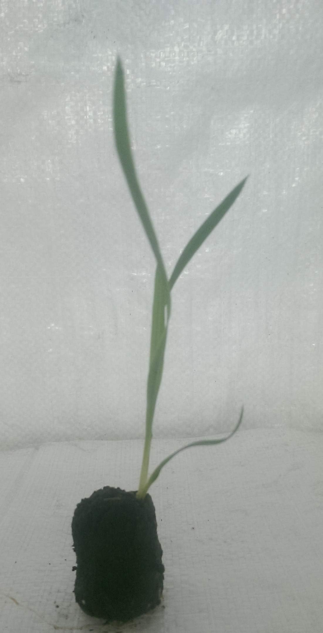 Yucca True Adams Needle, Yucca filamentosa Plug Plants