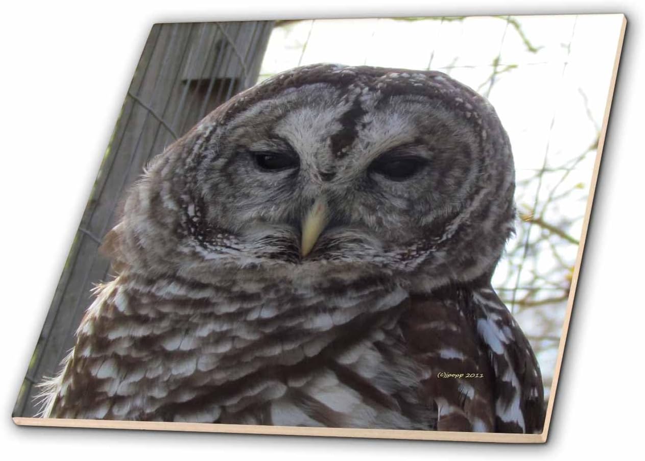 3dRose ct_21162_4 Barred Owl Ceramic Tile, 12-Inch