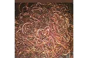 Red Wigglers Live Worms: Supercharge Your Garden, Farm, and Composter!