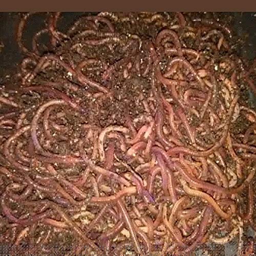 How to Raise Red Worms Breeding Red Wigglers