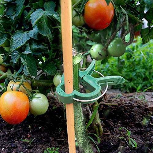 Alotpower Plant Support Clips 60pcs, Flower and Vine Clips,Garden Tomato Plant Support Clips for Supporting Stems,Vines Grow Upright Vegetables Tomatoes Climbing (2 Sizes in one Pack)