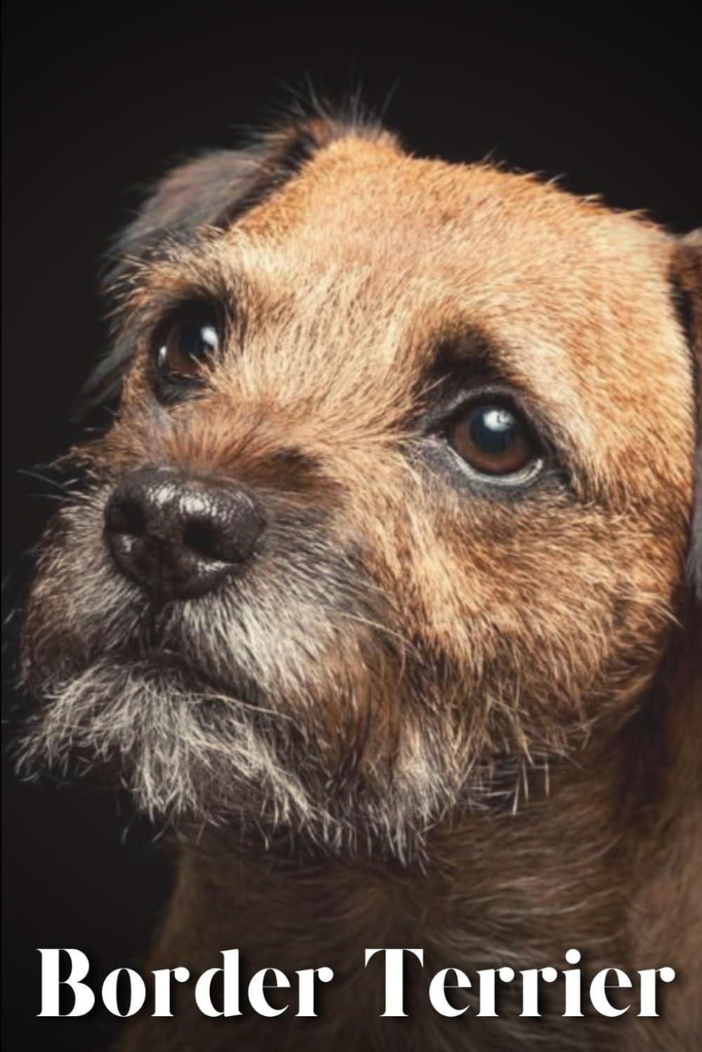 Border Terrier: Dog breed overview and guide