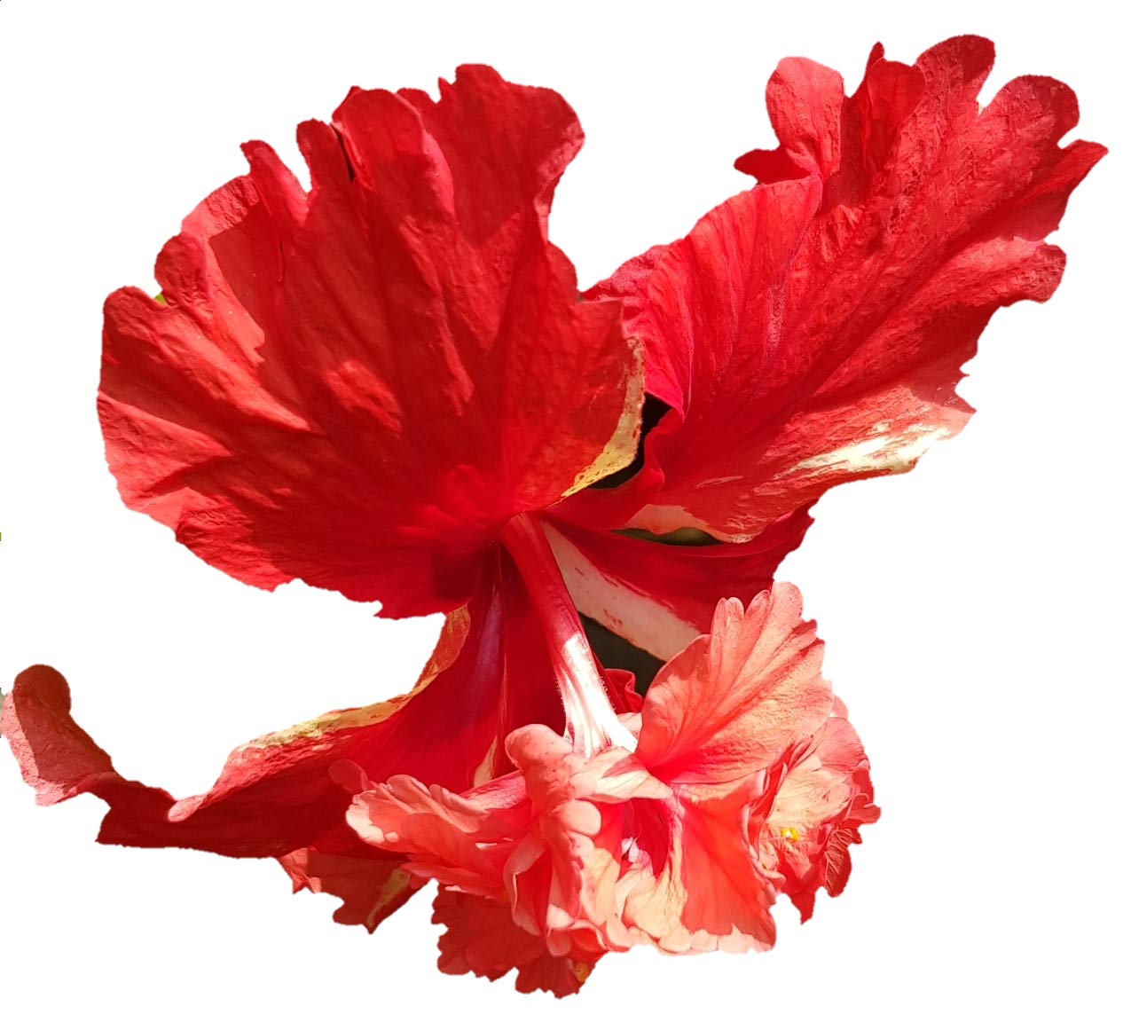 Very Rare Exotic Double Layered Hibiscus, Red