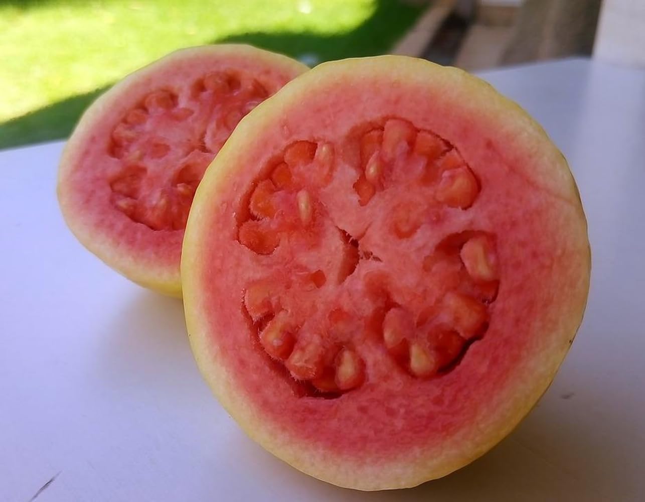 Planta de Guayaba fresa. Myrtus Guajava Autofertil. Altura 100-110 Cm. Frutos nutritivos, rápido crecimiento, fácil cuidado, para sombra, aroma, medicinal, atrae polinizadores. Segura Garden