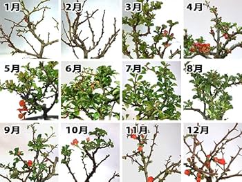 木製　松竹梅透かし彫り　唐木彫り　花瓶台　盆栽台　猫脚 木製 松竹梅透かし彫り 唐木彫り 花瓶台 盆栽台 猫脚 - メルカリ