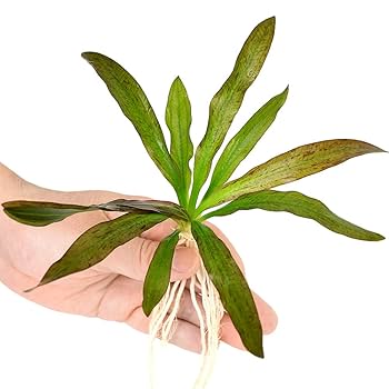 Amazon.co.jp: （水草）エキノドルス ジャングルスター NO．3