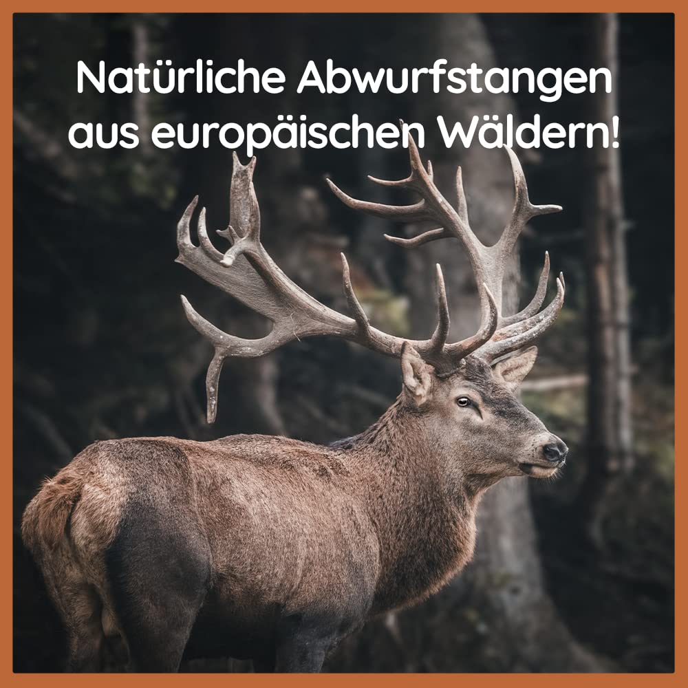 Wildfang® Rothirsch-Geweih Kauspielzeug – Hundespielzeug mit Lachs-Hirschgeweih, Zahnpflege für Hunde ohne Zusätze, natürliche Hirschgeweih Geweihe, ideal als Kauknochen Hund über 25 kg – 3er Pack
