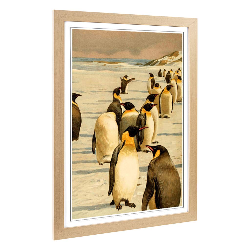 Big Box Art Framed Print of Vintage W Kuhnert Emperor Penguins 1 Design | Wall Art Picture | Home Decor for Kitchen, Living Room, Bedroom, Hallway, Oak, A2 / 24.5x18 Inch / 62x45cm