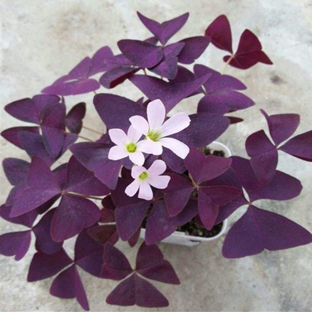 Oxalis Triangularis Trèfle Violet Plante en Pot (25 Bulbes)