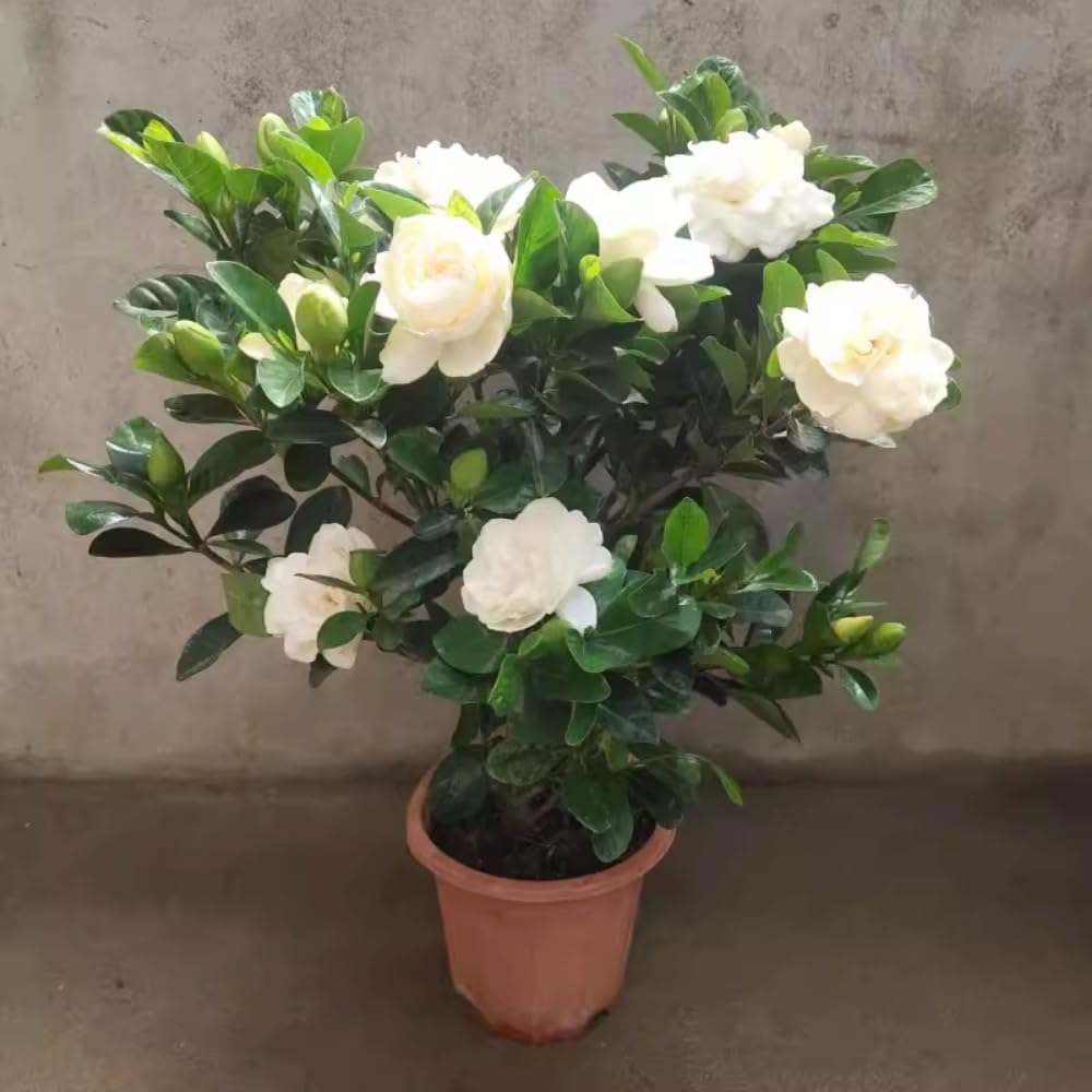 2 Cape Jasmine Plants Live, Gardenia Plants Live, Frost Proof Plant 4 to 6 Inc Long Zone 6 to 11