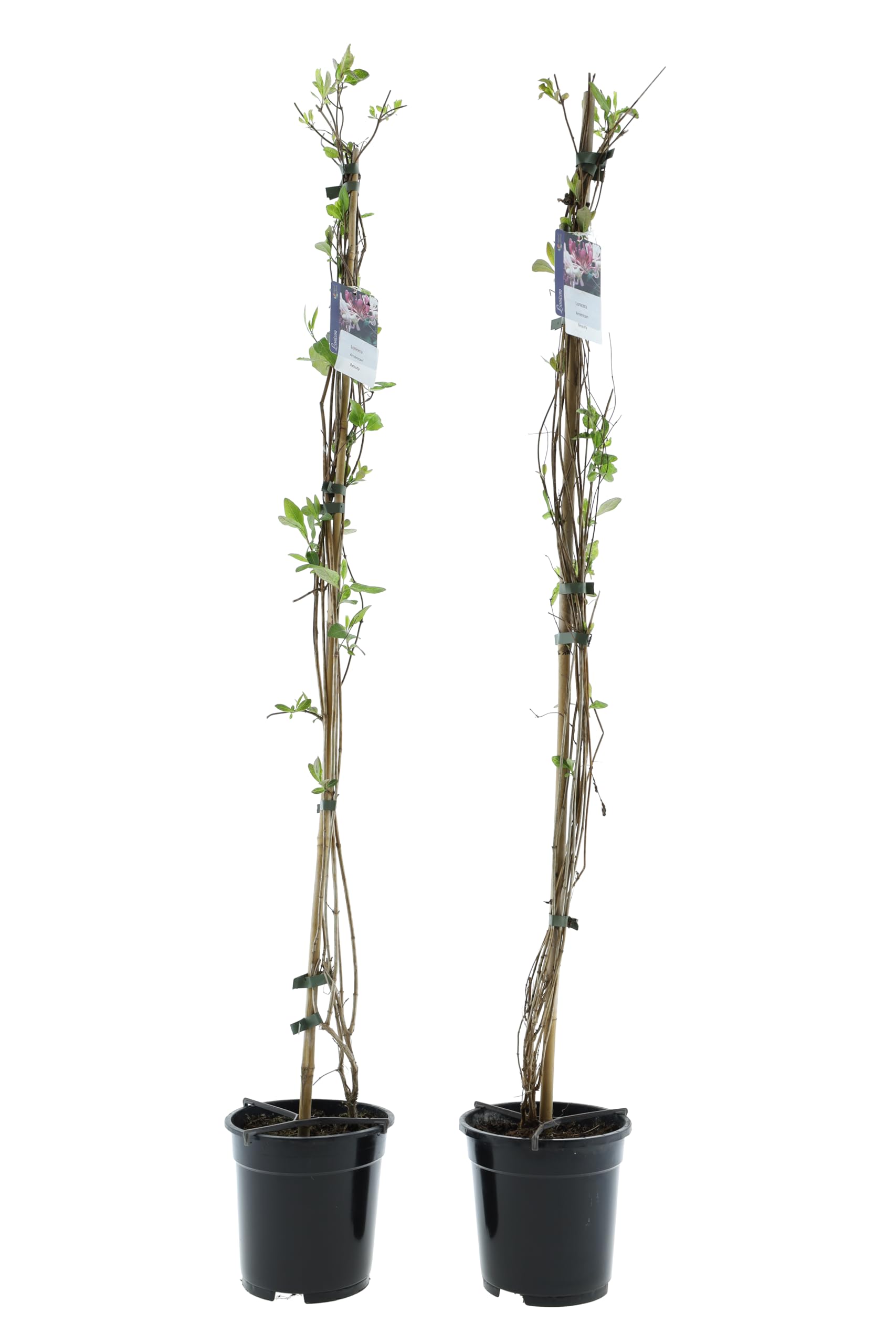 Wiciokrzew pnący XXL 110–120 cm – Lonicera mrozoodporna w doniczce 17 cm – silnie pachnąca roślina ogrodowa do wspinaczki pnącej i pergoli (2, czerwona/żółta – "American Beauty")