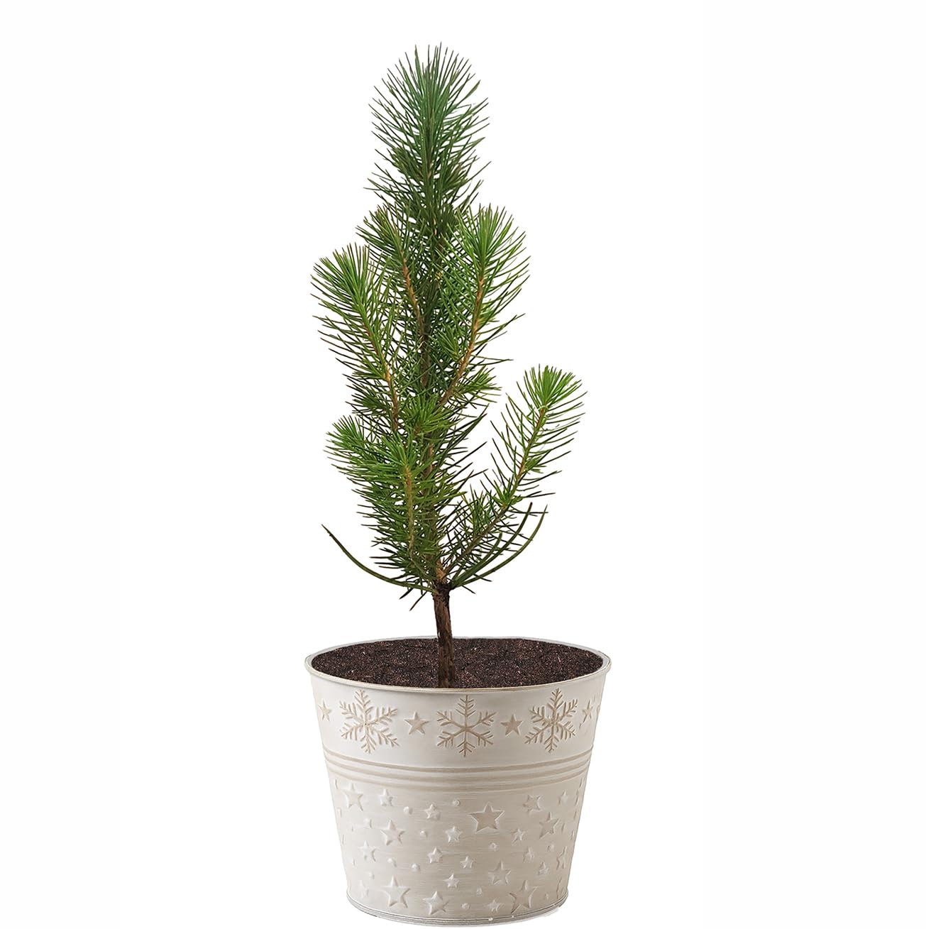 Seedeo Mittelmeer Pinie (Pinus pinea) Pflanze 1 Jahre Geschenkedition Topf  mit Sternen : Amazon.de: Garten