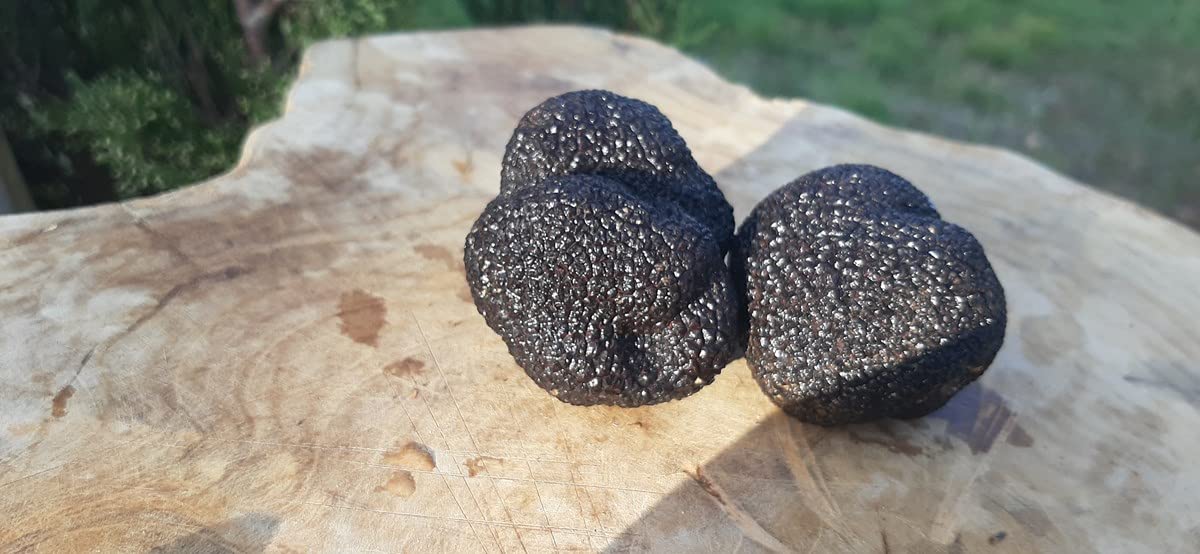 So'Boutargue - Bottarga with Truffles - A French Gourmet Experience [Kosher 5.29~7 oz] Product of France