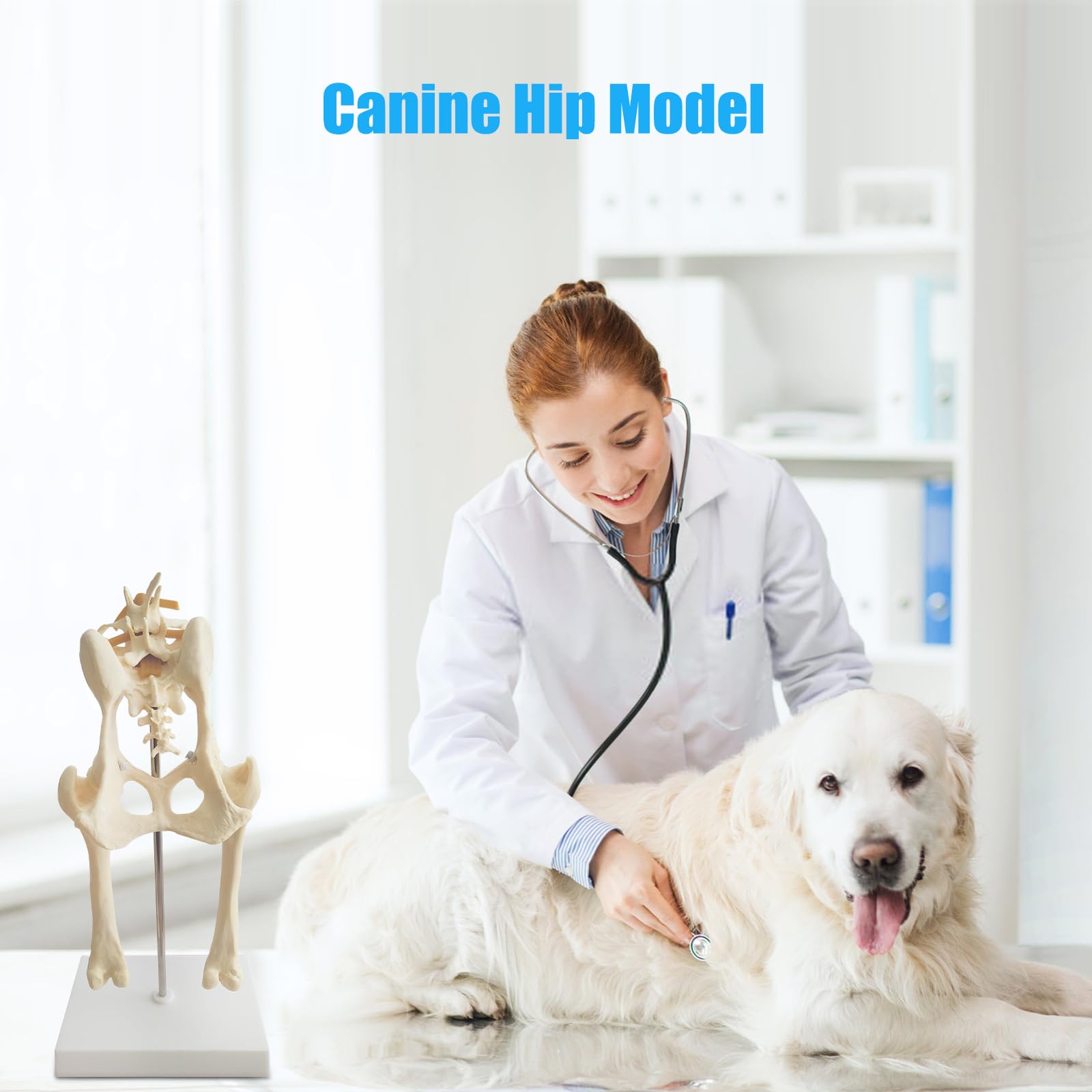 Modello di bacino del cane, modello di articolazione dell'anca del cane, riproduzione anatomica del bacino per l'ufficio veterinario strumento educativo