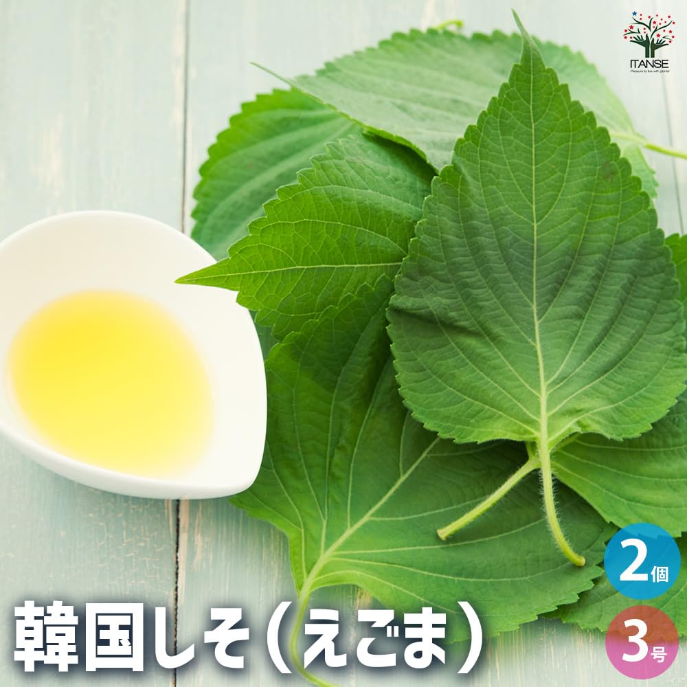 Amazon.co.jp: ITANSE 韓国しそ(えごま)の苗 3号 2個セット