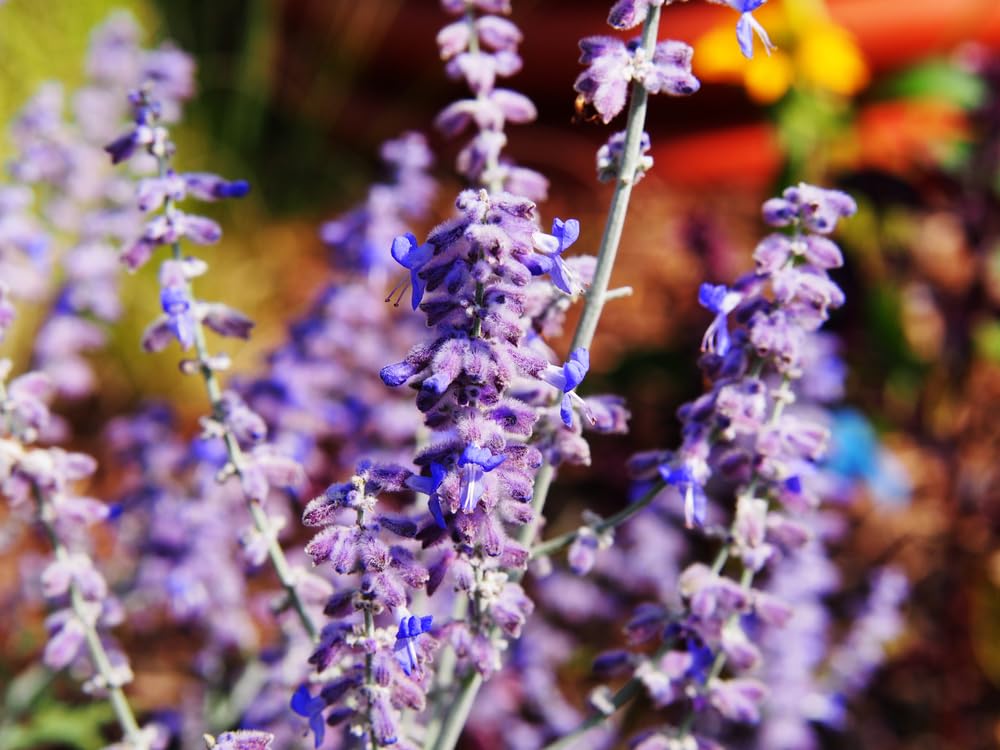 Perovskia Blue Spire Russian Sage in 9cm Pot, Violet-Blue Flowers 3fatpigs®