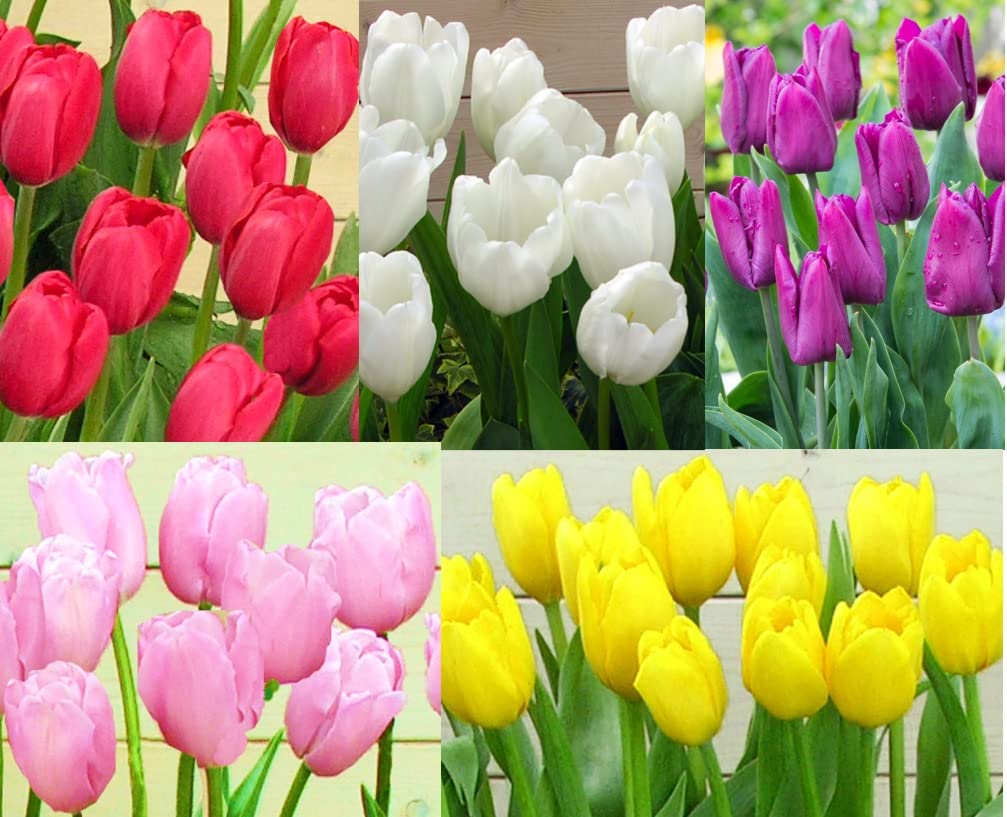 Amazon.co.jp: 2023年 はなみどり 品種おまかせチューリップ 色分け