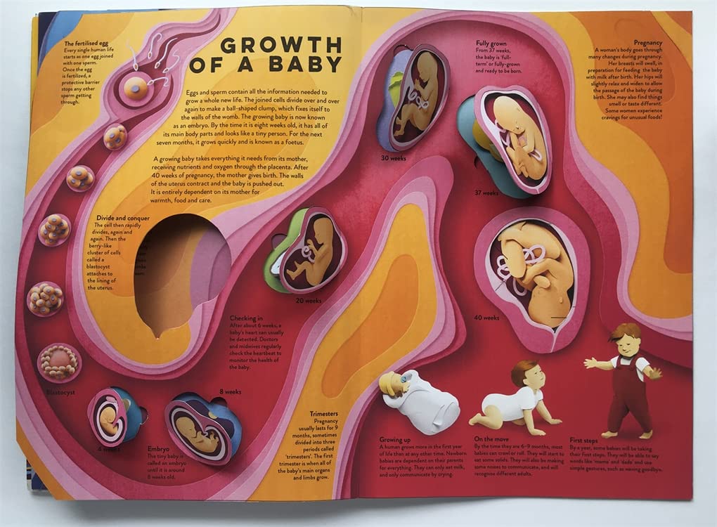 Templar Publishing: Human Body : A fact-packed novelty book with 40 flaps to lift!