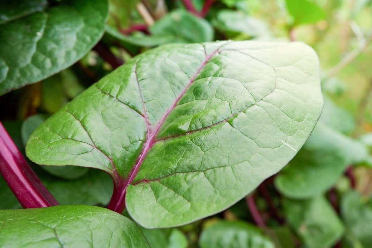 Red malabar spinach hybrid seeds,100% germination (250 seeds)-image-34