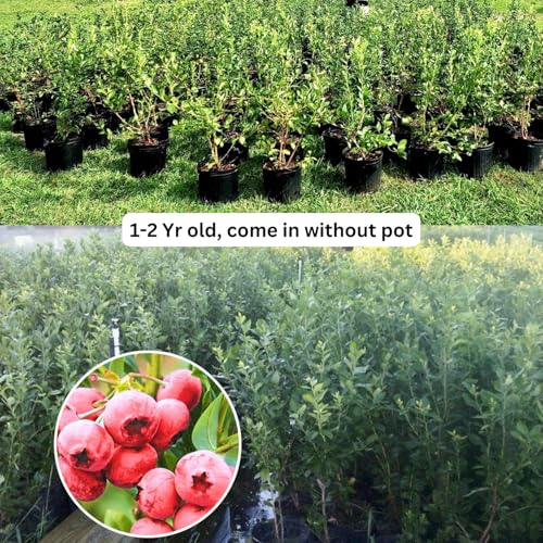 2 Blueberry Plants Live, Blueberry Trees Live Plant, Blueberry Bush Live Plant, 1-2 Year Old, Blueberries Fruit Tree Ready to Grow (2 Pink Lemonade Blueberry Plants) - Thumbnail 4