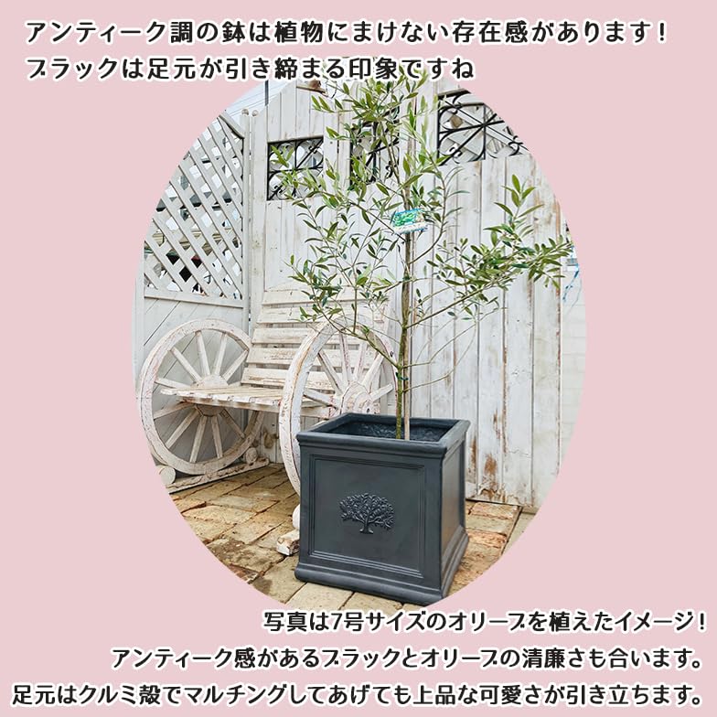 Amazon.co.jp: スクエアポット フォレスト8号 ファイバーセメント鉢