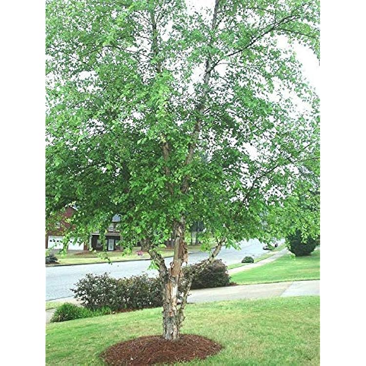 Mashinada jinsiy aloqa, ruscha uslub Ehtirosli orgazmlar toplami