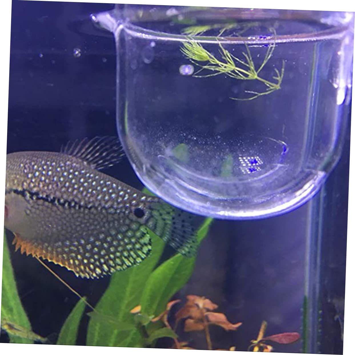 BESPORTBLE 6 Piezas Alimentador De Peces De Comida De Gusanos Rojos Claro Equipo De Acuario Comedero para Peces Taza De Alimentación De Vidrio Productos Acuáticos Alimento