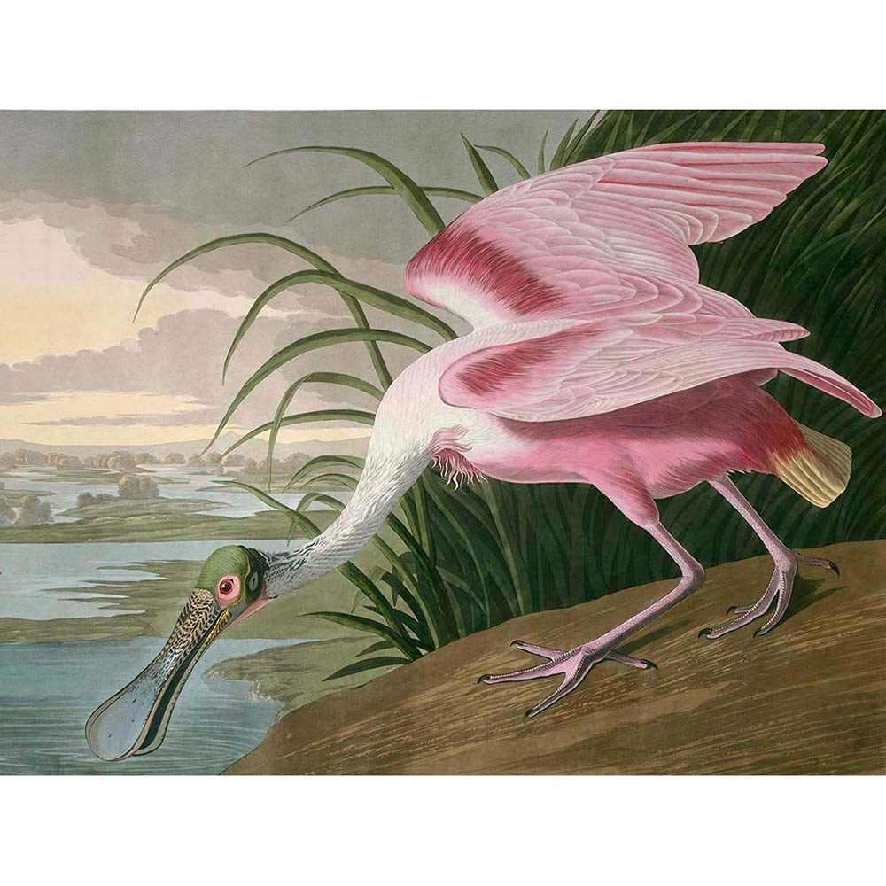 Wee Blue Coo Havell Audubon American Roseate Spoonbill Zoology Art Print Poster Wall Decor 12X16 Inch