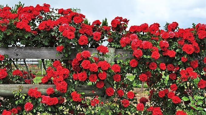 Image of live plants (RED ROSE)