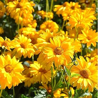 Helenium autumnale Plants Seeds 30pcs Organic Easy to Grow Chrysanthemum Flower Fresh Premium Seeds for Planting Garden Outdoor Decor