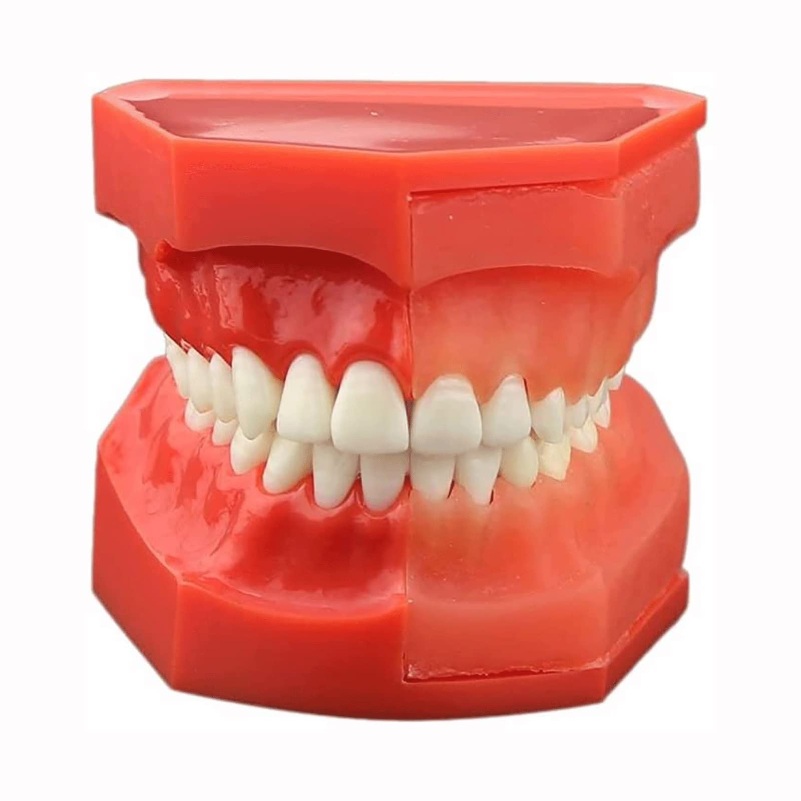 Modelli di Insegnamento Dentale, Modello di Dimostrazione Dentale per Denti Rimovibili per Malattie Dentali Modello per La Cura dei Denti Dentali per Bambini di 9-12 Anni