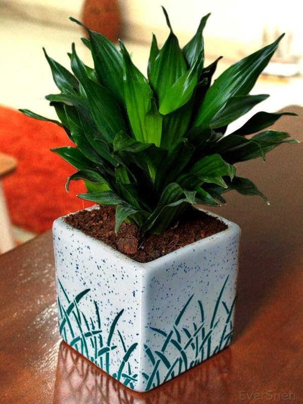 Real Live Good Luck Air Purifying Pure Green Dracaena (Compacta Green Janet Craig Plant) With Black Plastic Pot-image-2