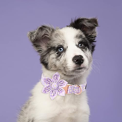 Miniatura 5 de Lionet Paws Collar de primavera para perro hembra con flor, suave y cómodo, ajustable, collar de margaritas para perros, talla S, cuello de 10 a 16