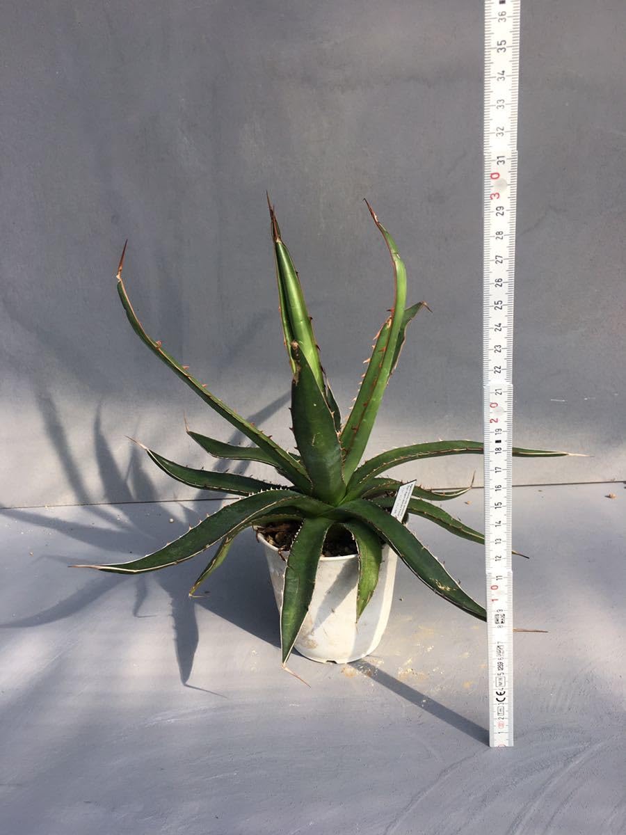 Amazon.co.jp: アガベ ホリダ ペロテンシス Agave horrida ssp
