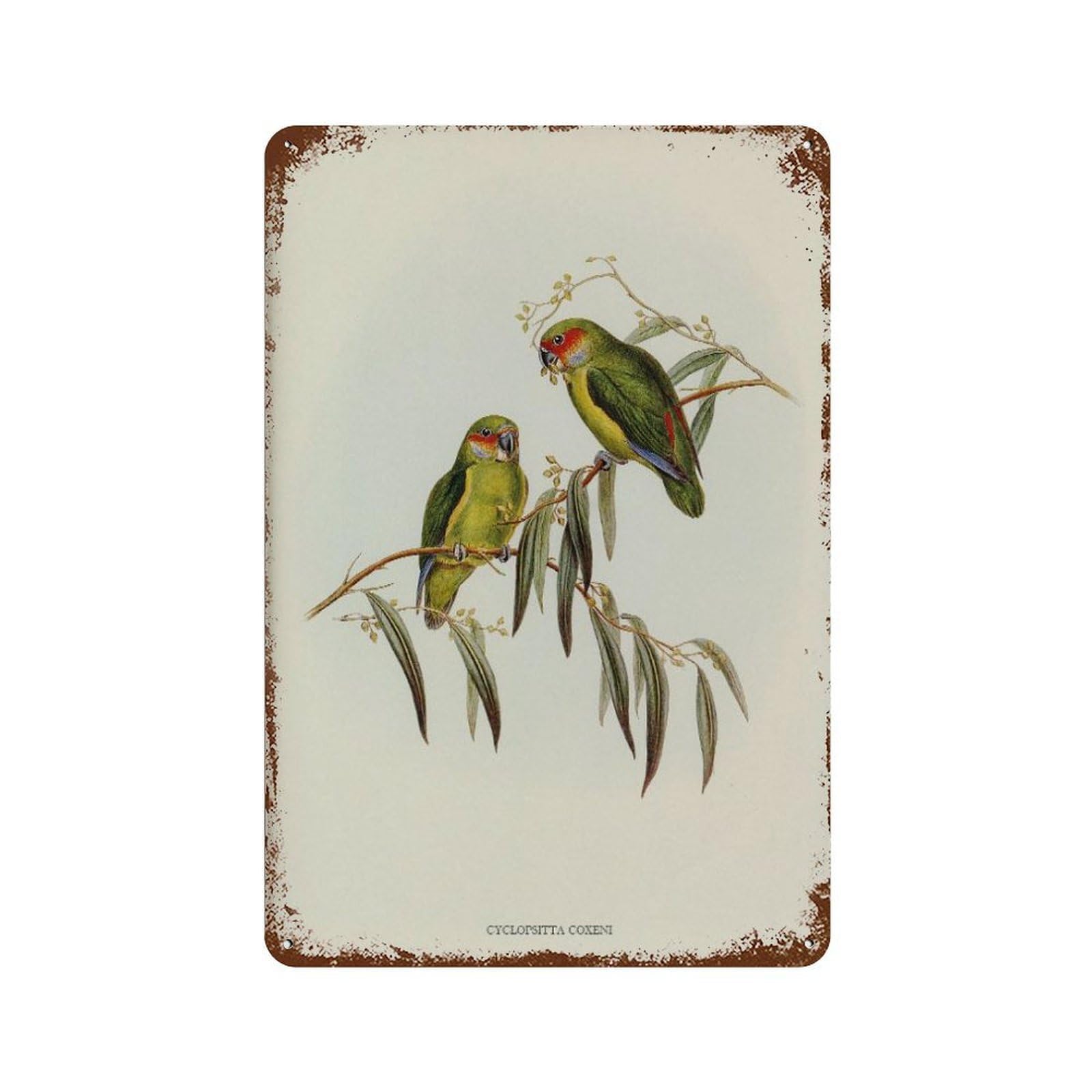 xiaoxiaoshen Antique Coxen’s Parakeet Vintage Bird Wall Decor Art Metal Tin Poster Modern Home Decor Art Home Bar Shop Decorations Vintage Sign 30x20cm