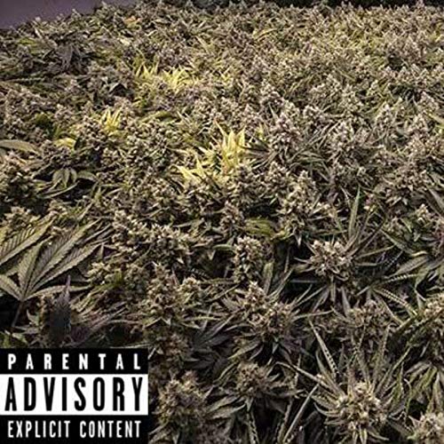 Quote [Explicit]