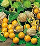 Pineapple Tomatillo Seeds for Planting (50 Seeds) - Easy to Grow Heirloom Annual