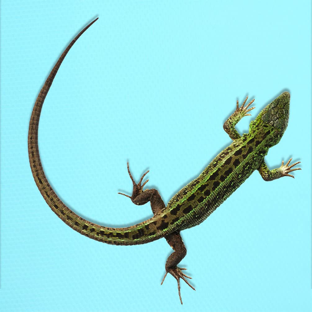 POPETPOP Crawling Blanket Tortoise Bedding Reptile Supplies Snake Bedding Terrarium Carpet for Bearded Dragon Terrarium Substrate Carpet Leopard Gecko Accessories Terrarium Supplies