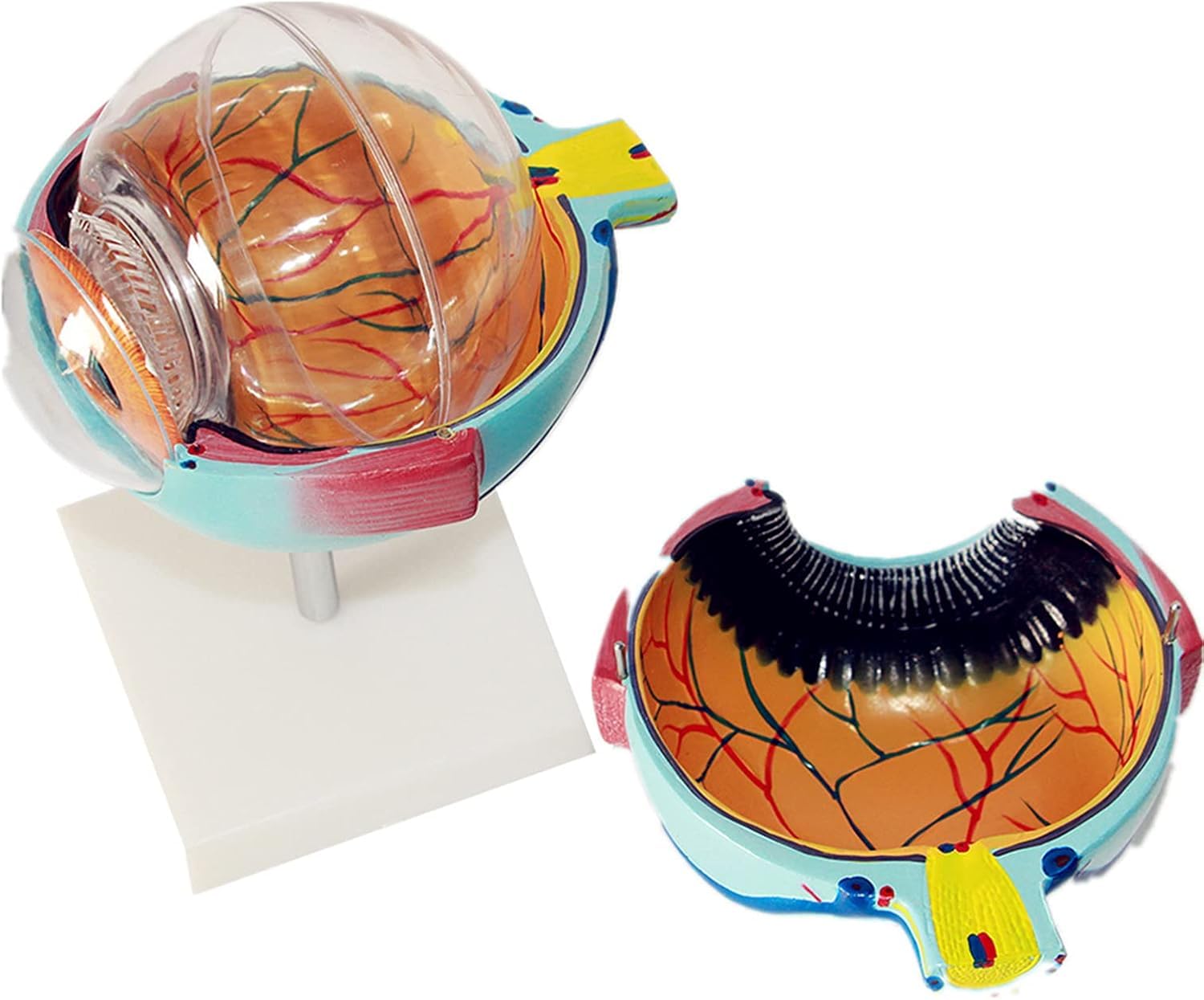 Modèle anatomique du globe oculaire à grossissement 6X, modèle anatomiquement précis du globe oculaire Anatomie du globe oculaire humain, enseignement scolaire et utilisation de la recherche Anatomie