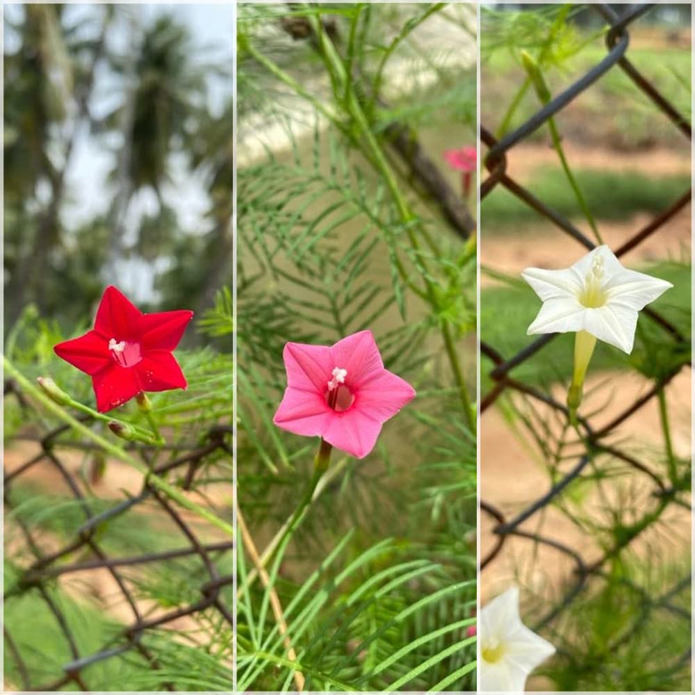 Cypress Vine Combo / Ipomoea quamoclit / Humming Bird Creeper Flower Seeds - Pack of Each Color 10+ Seeds (Red, Pink & White) - Our Seeds (B09J3QVYTB) Amazon Price History, Amazon Price Tracker