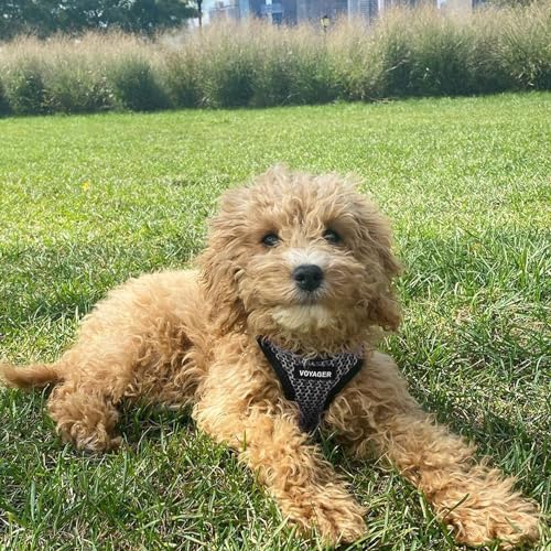 Arreio de ar para cães Voyager Step-in – Malha para todos os climas, colete de arreio para cães pequ