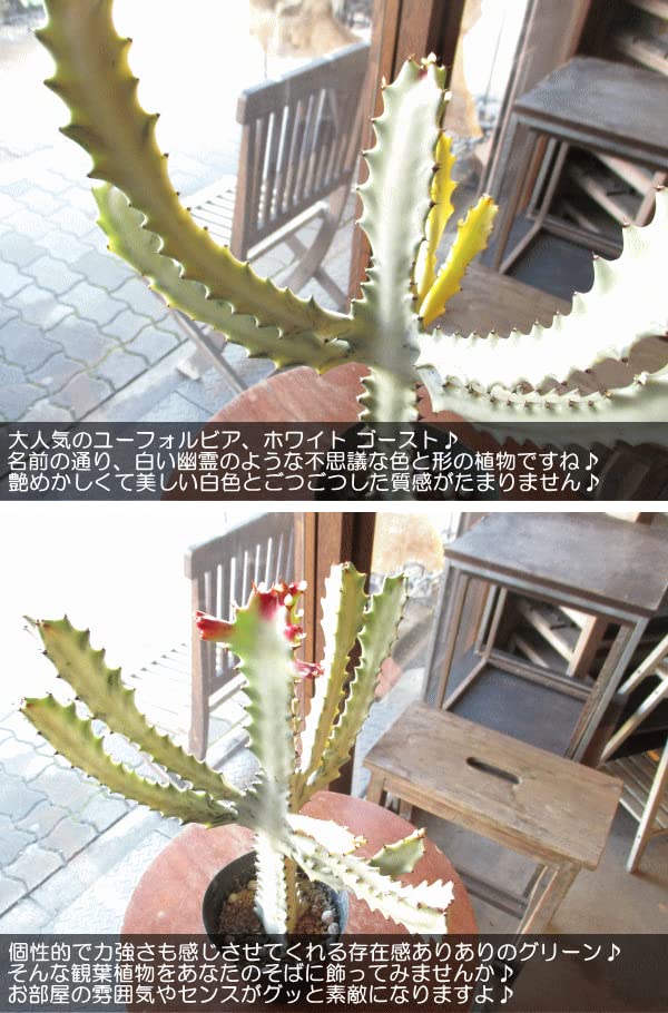 Amazon｜ユーフォルビア ラクテア ホワイトゴースト 4号鉢サイズ