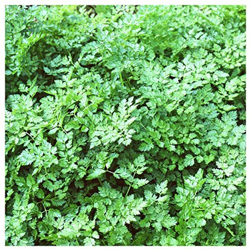 Everwilde Farms - 200 Winter Chervil Herb Seeds - Gold Vault Jumbo Seed Packet - Image 5